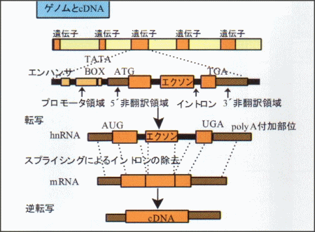 ゲノムとcDNA