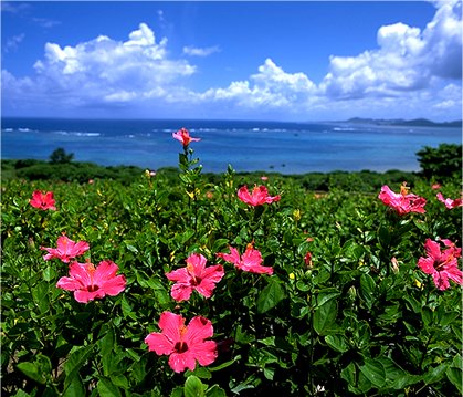 沖縄の青い空とハイビスカスの花