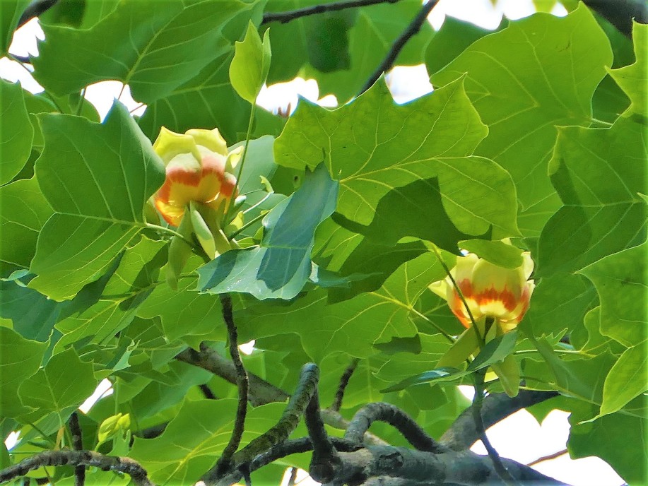 5月後半の小石川植物園 巨樹ユリノキの花や風物詩ウツギの花 団塊人の散歩道