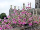 ウィンザー城のムクゲの花