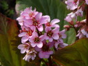きれいなピンク色の花を咲かせるヒマラヤユキノシタ