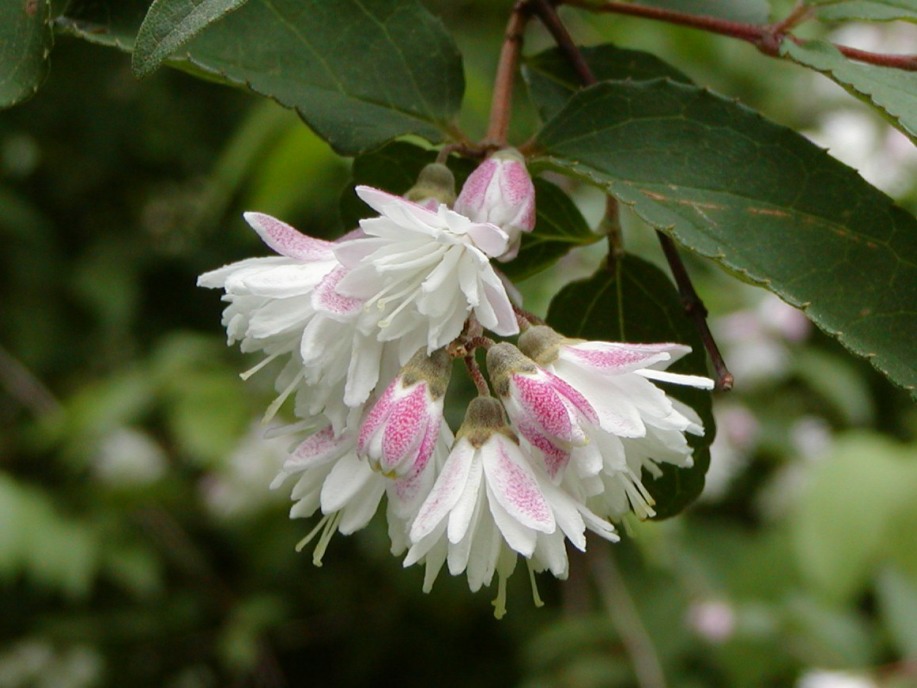 初夏の候 小石川植物園では多くの ウツギの花が咲き出しました 団塊人の散歩道