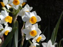 スイセンの白い花