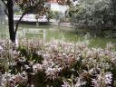 池の周りの白い花