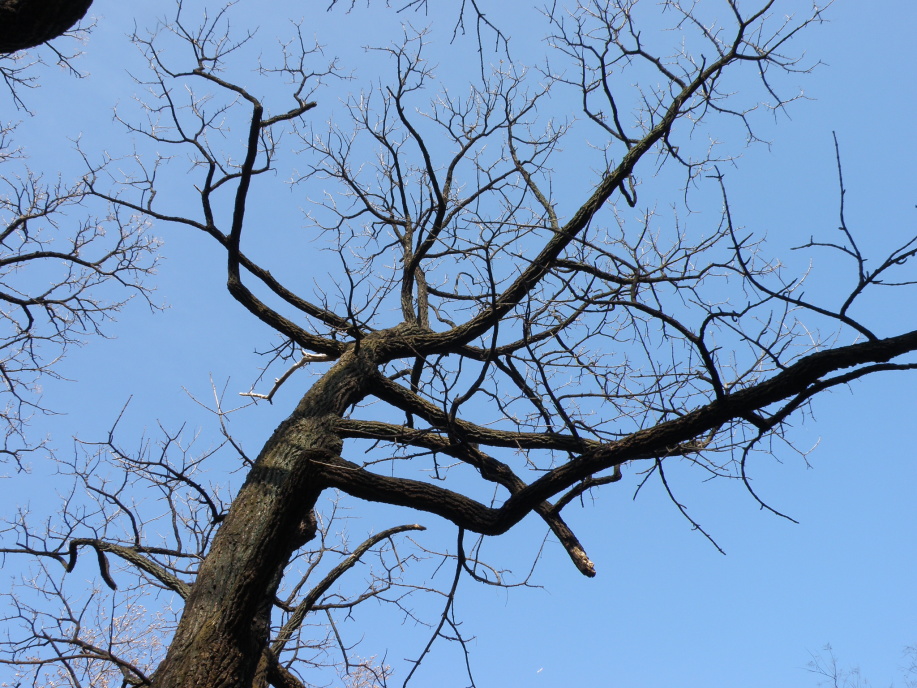 １月末の小石川植物園 冬の青空にようやく紅梅が一輪 団塊人の散歩道