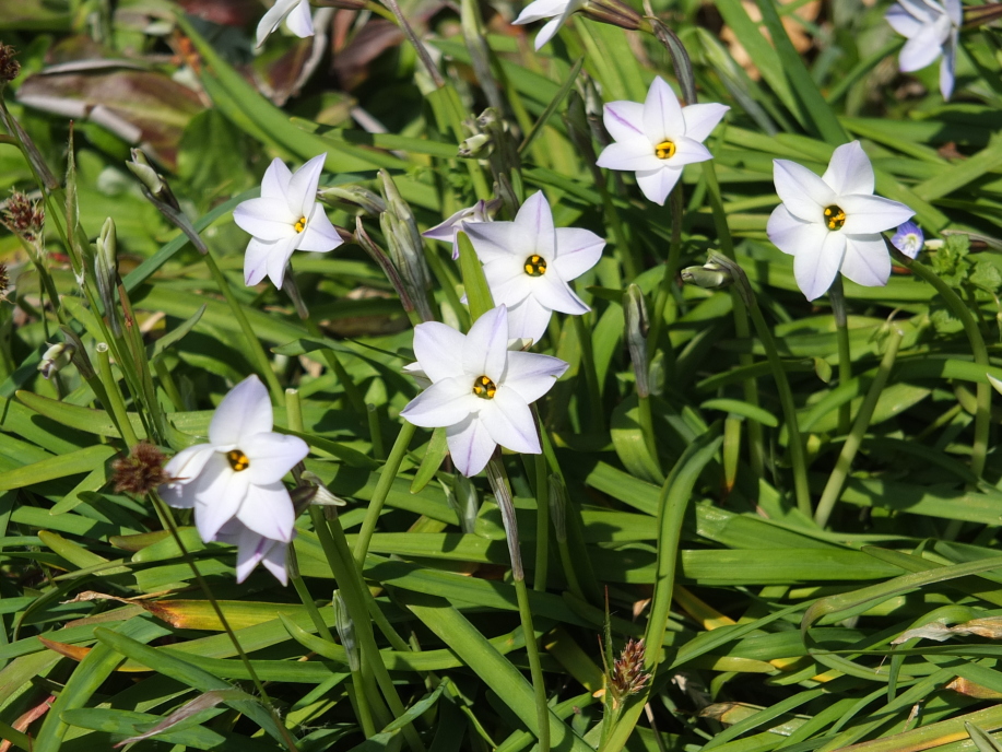 ４月に入って 春の妖精カタクリの花が地表にでてきました 団塊人の散歩道